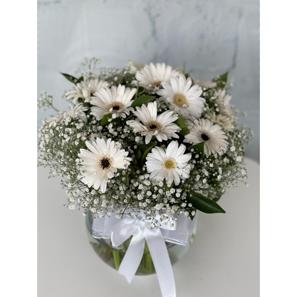 Fanusta Gerbera